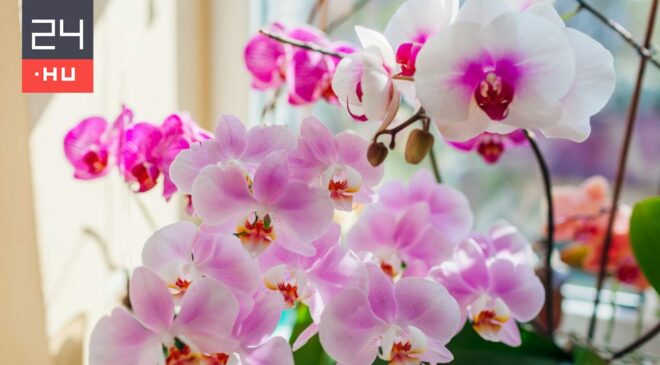 Ezzel az egyszerű praktikával akár egész évben gyönyörködhetünk a virágzó orchideáinkban