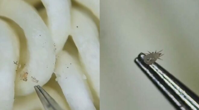 Újra felbukkant a videó, amelyben mikroszkóp alatt mutatják meg az instant tésztán mászkáló atkákat