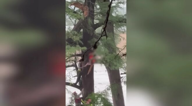 32 kilométerrel arrébb, egy fába kapaszkodva találták meg a texasi árvíz túlélőjét – videón a mentőakció